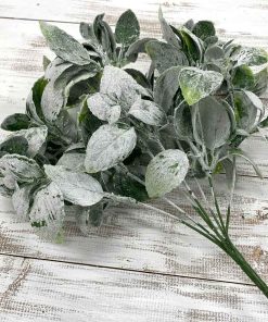 Sparkling Tea Leaf Bush x 7 – 16”