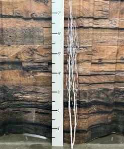 Bare Branch – White and Wispy