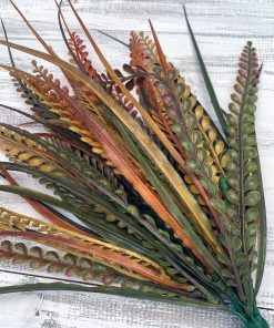 Fall Plastic Mix Dentata Grass Bush  7 – 16″