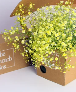 Gypsophilia Coloured  Yellow